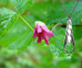 Water Drop Pendant